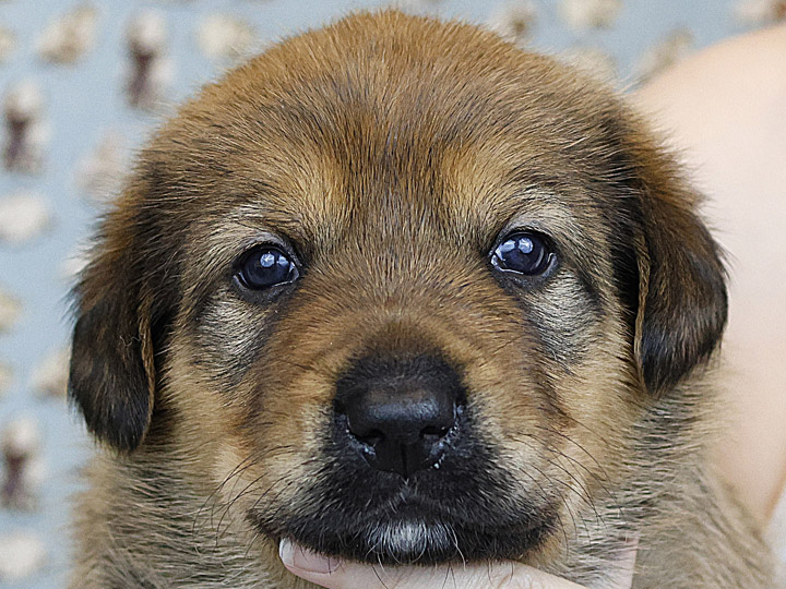 chinook puppy